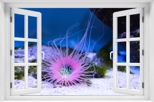 Fototapeta Naklejka Na Ścianę Okno 3D - tube anemone on the bottom of an aquarium