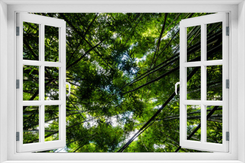 Fototapeta Naklejka Na Ścianę Okno 3D - Dense bamboo forest at the Pipiwai trail