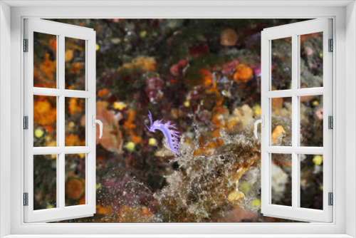 Fototapeta Naklejka Na Ścianę Okno 3D - flabellina rosa flabellina affinis