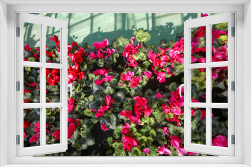 Fototapeta Naklejka Na Ścianę Okno 3D - Cyclamen flower in garden, green house. Izmir / Turkey