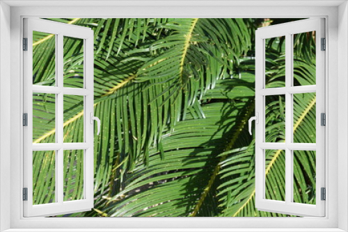 Fototapeta Naklejka Na Ścianę Okno 3D - green palm leaves in summer under the sun