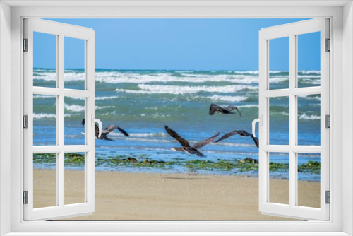 Fototapeta Naklejka Na Ścianę Okno 3D - Oiseaux sur la plage de Plestin-les-Grèves.