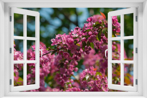 Fototapeta Naklejka Na Ścianę Okno 3D - Blooming pink apple tree