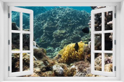 Fototapeta Naklejka Na Ścianę Okno 3D - Blue ocean, colorful tropical coral reef and school of reef fish. Snorkeling on the tropical reef. Underwater paradise seascape.