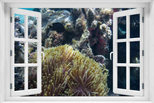 Fototapeta Naklejka Na Ścianę Okno 3D - Blue ocean, colorful tropical coral reef and school of reef fish. Snorkeling on the tropical reef. Underwater paradise seascape.