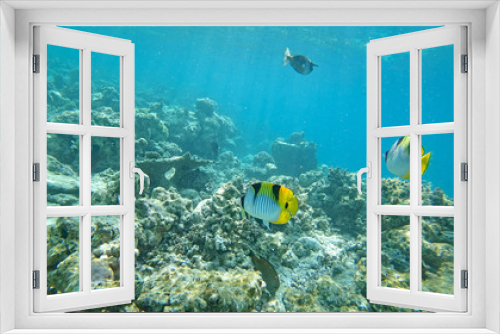 Fototapeta Naklejka Na Ścianę Okno 3D - underwater world of the Indian Ocean on Maldives