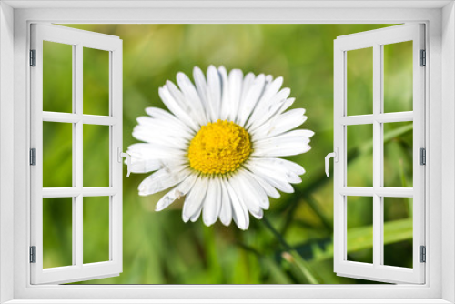 Fototapeta Naklejka Na Ścianę Okno 3D - daisy flower blooming