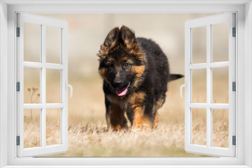 Fototapeta Naklejka Na Ścianę Okno 3D - german shepherd puppy outdoors