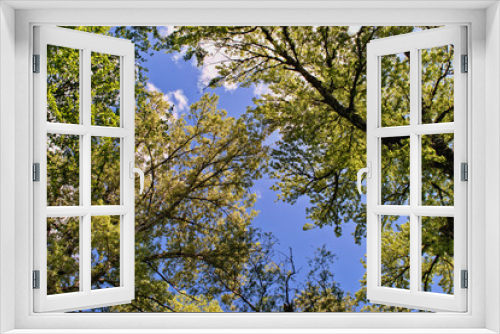 Fototapeta Naklejka Na Ścianę Okno 3D - High tops of spring trees against the blue sky and clouds, view of up