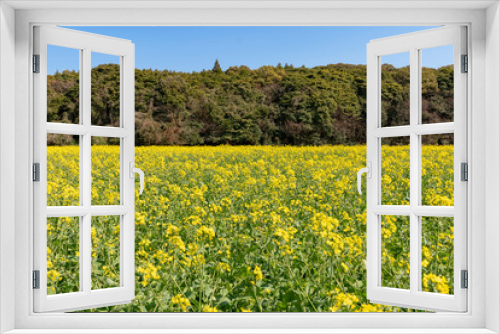 Fototapeta Naklejka Na Ścianę Okno 3D - [長崎県]展海峰の菜の花畑