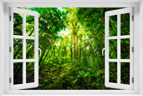 Fototapeta Naklejka Na Ścianę Okno 3D - Tall plants in Basse Terre jungle in Guadeloupe