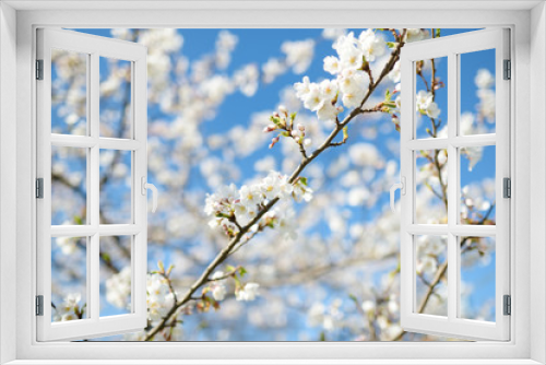 Fototapeta Naklejka Na Ścianę Okno 3D - Beautiful cherry tree blossoming on spring. Beauty in nature.