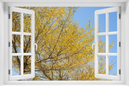 Fototapeta Naklejka Na Ścianę Okno 3D - golden leaves against the blue sky