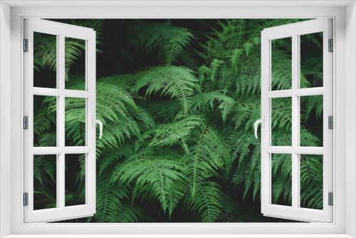 Fototapeta Naklejka Na Ścianę Okno 3D - Large green leaves of the forest fern