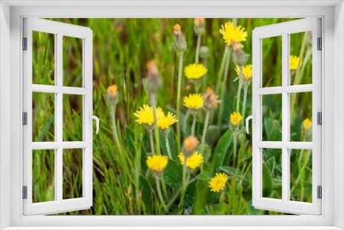 Fototapeta Naklejka Na Ścianę Okno 3D - background of various green plants and tall wildflowers of yellow on the lawn