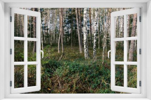 Fototapeta Naklejka Na Ścianę Okno 3D - grass in a birch grove