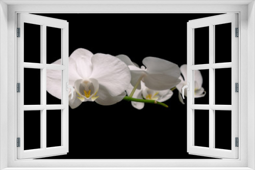 Fototapeta Naklejka Na Ścianę Okno 3D - white orchid isolated on black background