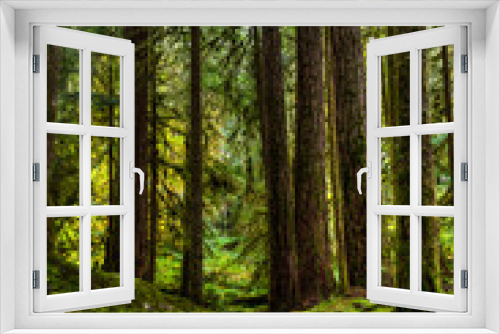 Fototapeta Naklejka Na Ścianę Okno 3D - Big tall redwoods sprinkled with moss with a trail leading directly into the middle of them in the Hoh Rain Forest