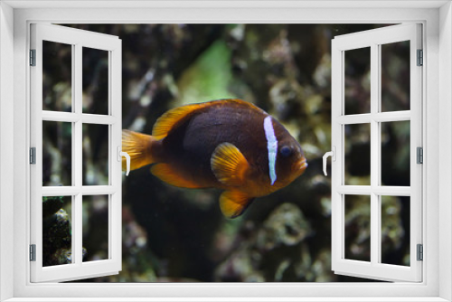Fototapeta Naklejka Na Ścianę Okno 3D - Tomato clownfish (Amphiprion frenatus)