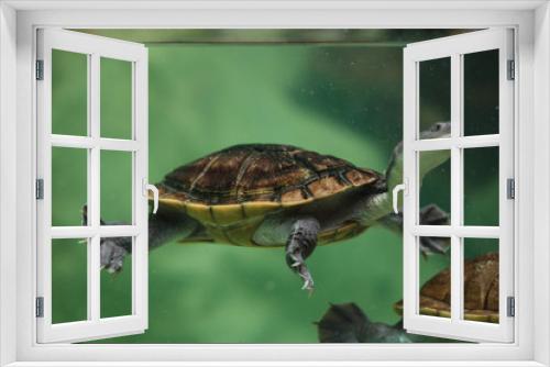Fototapeta Naklejka Na Ścianę Okno 3D - Roti Island snake-necked turtle (Chelodina mccordi)