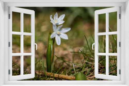 Fototapeta Naklejka Na Ścianę Okno 3D - Blume im Garten