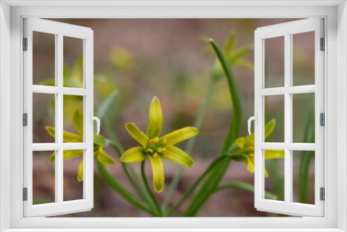 Fototapeta Naklejka Na Ścianę Okno 3D - Wiosenne kwiaty - złoć żółta (Gagea lutea)