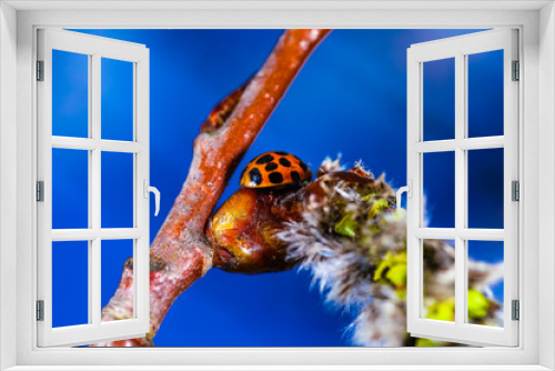 Fototapeta Naklejka Na Ścianę Okno 3D - Macro World of Mother Nature - Lady Bug, Coccinella magnifica at spring time.