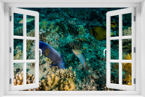 Fototapeta Naklejka Na Ścianę Okno 3D - Blue spotted stingray On the seabed  in the Red Sea