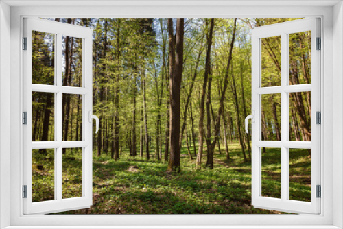 Fototapeta Naklejka Na Ścianę Okno 3D - Spring green forest in the a sunlight
