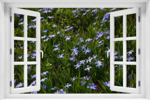 Fototapeta Naklejka Na Ścianę Okno 3D - glory-of-the-snow blue blossom