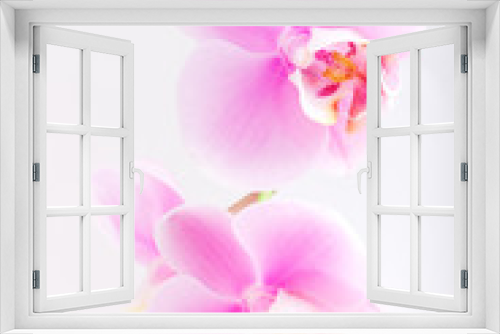 Fototapeta Naklejka Na Ścianę Okno 3D - orchid flowers on white