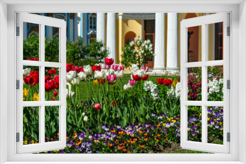 Fototapeta Naklejka Na Ścianę Okno 3D - Flowering tulips in the park. Courtyard garden of the Catherine Palace with green lawns and flower beds, St. Petersburg
