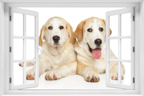 Fototapeta Naklejka Na Ścianę Okno 3D - Alabai puppies posing on a white background