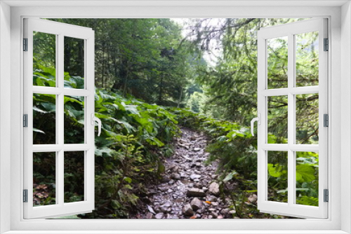 Fototapeta Naklejka Na Ścianę Okno 3D - Hiking trail in green summer forest with sunshine, after rain.