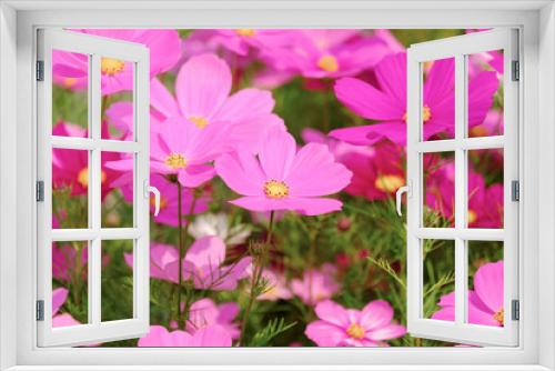 Fototapeta Naklejka Na Ścianę Okno 3D - The Cosmos Flower