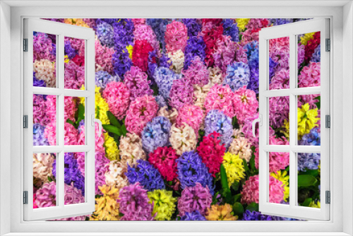 Fototapeta Naklejka Na Ścianę Okno 3D -  Hyacinths of all colors of the rainbow.
