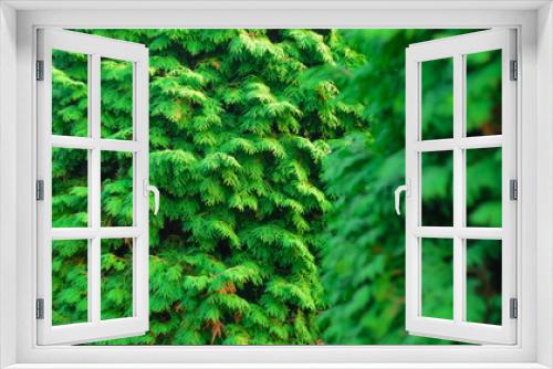 Fototapeta Naklejka Na Ścianę Okno 3D - Thuja Coniferous Plant Texture. Green Floral Blank Background