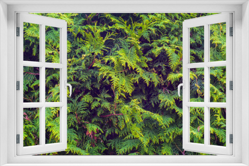 Fototapeta Naklejka Na Ścianę Okno 3D - Thuja Coniferous Plant Texture. Green Floral Blank Background