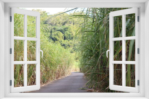 Fototapeta Naklejka Na Ścianę Okno 3D - road in sugar cane - Reunion Island