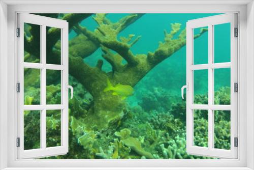 Fototapeta Naklejka Na Ścianę Okno 3D - SCUBA Diving near Cuba