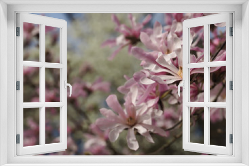 Fototapeta Naklejka Na Ścianę Okno 3D - Magnolia blossoms in spring outside