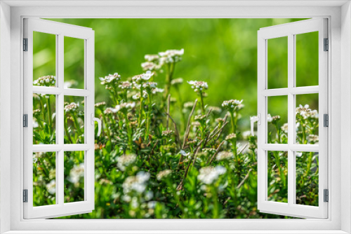 Fototapeta Naklejka Na Ścianę Okno 3D - thyme flowers in the herb garden