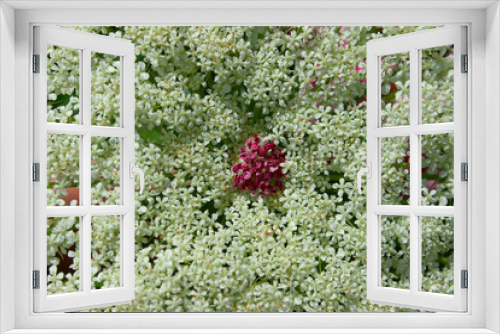 Fototapeta Naklejka Na Ścianę Okno 3D - White Blooming Little Flowers. Beautiful Nature Background. 