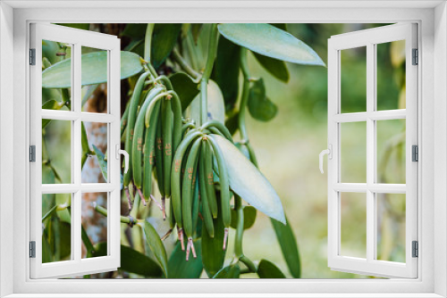 Fototapeta Naklejka Na Ścianę Okno 3D - Closeup of vanilla plant green pod on plantation. Agriculture in tropical climate