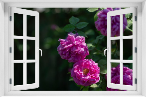 Fototapeta Naklejka Na Ścianę Okno 3D - Colorful Pink Red Yellow White Rose and Flowers