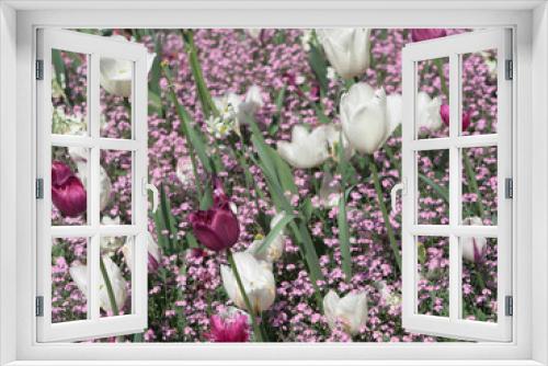 Fototapeta Naklejka Na Ścianę Okno 3D - Blumenbeet mit bunten Tulpen (pink, weiß, rot)