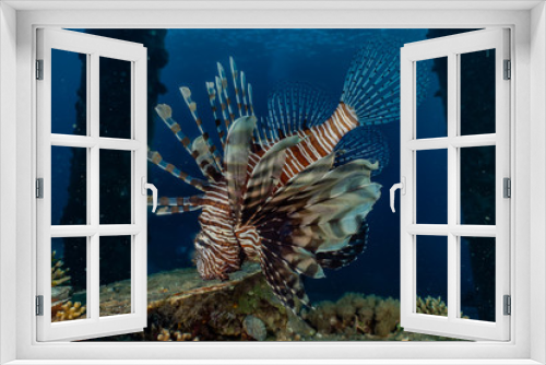 Fototapeta Naklejka Na Ścianę Okno 3D - Lion fish in the Red Sea colorful fish, Eilat Israel