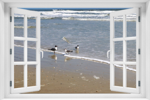 Fototapeta Naklejka Na Ścianę Okno 3D - Seagulls playing at the waters edge
