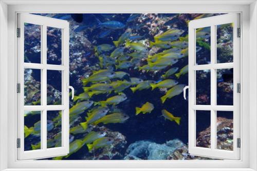Fototapeta Naklejka Na Ścianę Okno 3D - インド洋の黄色いアカヒメジの群れ