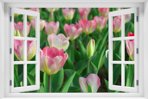 Fototapeta Naklejka Na Ścianę Okno 3D - pink tulips in the garden